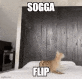 Sogga Flip GIF - Sogga Flip Serval GIFs
