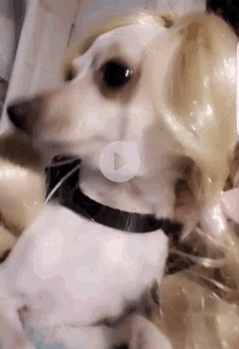 Dog Wig GIF - Dog Wig GIFs