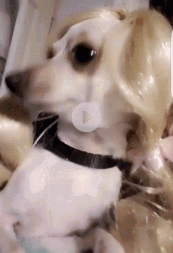 Dog Wig GIF Dog Wig Discover Share GIFs