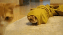Cat Snek Cat GIF - Cat Snek Cat Emerge GIFs