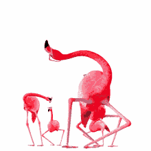 dancing flamingos