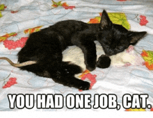You Had One Job Cat GIF - You Had One Job Cat GIFs