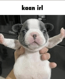 a person is holding a puppy with their arms outstretched in their hands .
