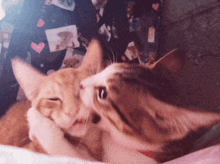 two cats are playing with each other in front of a wall with pictures of cats on it