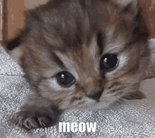 a kitten is laying on a blanket with the word meow written on it .