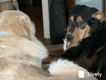 Googz Punch GIF - Googz Punch Dog GIFs