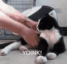 Yoink Cat GIF - Yoink Cat Dragged GIFs