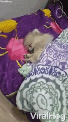 Sleep Puppy GIF - Sleep Puppy Nap GIFs