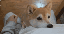 Tail Wag Dogs GIF - Tail Wag Dogs Cuddle GIFs