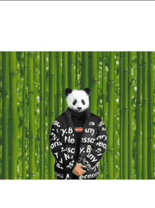 Bamboe GIF - Bamboe GIFs
