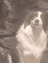 a brown and white dog standing in front of a man