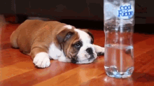 Bulldog Puppy Vs. Water Bottle GIF