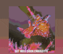 Get Well Soon Charlotte GIF - Get Well Soon Charlotte Charlotte Get Well Soon Char GIFs
