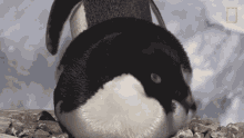 Here Are My Babies World Penguin Day GIF