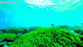 a coral reef with sanda media written on the bottom right