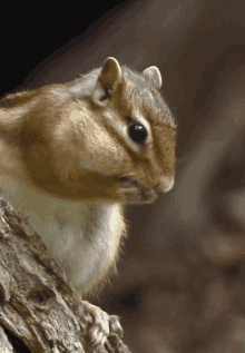 Squirrel Eating GIF - Squirrel Eating Cute GIFs