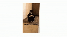 Zeyrox Zeyroxchavo GIF - Zeyrox Zeyroxchavo GIFs
