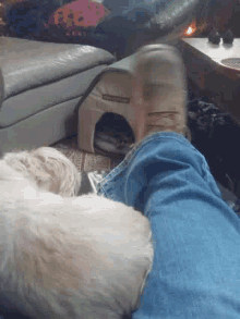 Moving Foot Dog GIF - Moving Foot Dog GIFs