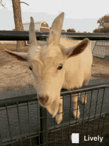 Goats Tongue GIF - Goats Goat Tongue GIFs