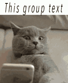 Group Text GIF - Group Text Cat Sad GIFs