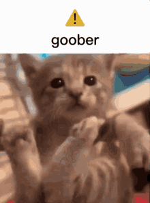 Goober Tank The Cat GIF - Goober Tank The Cat GIFs