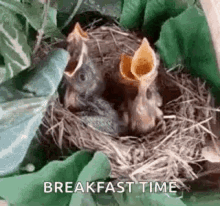 breakfast time baby birds chirping good morning
