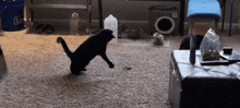 a black cat standing on its hind legs in front of a blue bucket that says lg