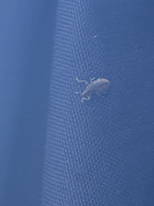 a bug is crawling on a blue cloth