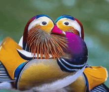 Mandarin Duck GIF