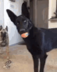 What Dog GIF - What Dog Wtf GIFs