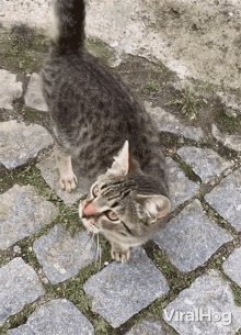 petting viralhog scratching affection cat