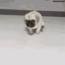 Itchy Cute Dog GIF