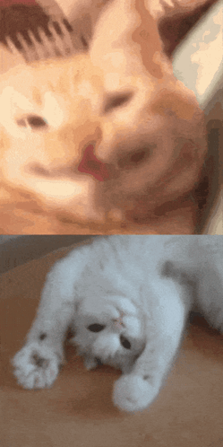 Download Beluga Cat Meme Face Wallpaper
