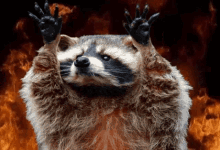 Raccoon Hell GIF - Raccoon Hell Fire GIFs