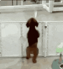 a small brown dog is standing on its hind legs in front of a fence .
