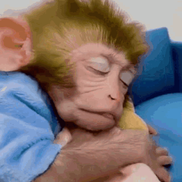 Monkey Sleep Cute Monkey GIF - Monkey Sleep Cute Monkey Monkey Reaction GIFs