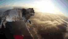 It'S A Miracle GIF - Cat Fly Green GIFs