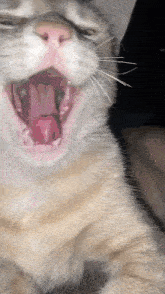 Mogging Cat Rizz GIF - Mogging Cat Rizz Rizz Face GIFs