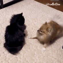 Spinning The Pet Collective GIF - Spinning The Pet Collective Can You Do This GIFs