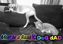 a dog and a cat on a couch with the words must be a gaaaay dog dad