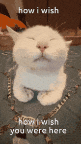 a white cat with its eyes closed and the words how i wish you were here above it