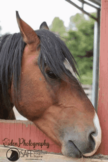 saveaforgottenequine horse artie nibble nom