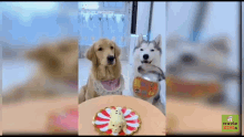 Dogs Happy Birthday GIF - Dogs Happy Birthday Cake GIFs