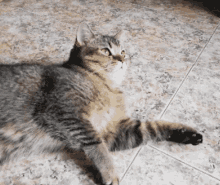 удивление кот GIF - удивление кот головокружрние GIFs
