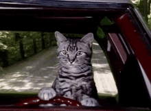 cat cats driving car driving