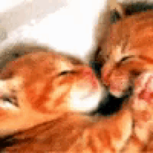 Cats Fluffy GIF - Cats Fluffy Pet GIFs