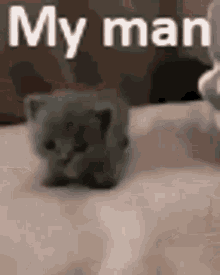 My Man Cat GIF - My Man Cat Tiny Cat GIFs