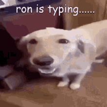 Ron Typing GIF - Ron Typing Several People Are Typing GIFs