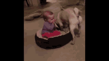 This Is My Bed Now GIF - Dog Steal Bed GIFs