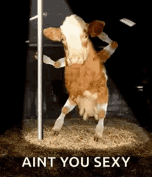 Cow Pole Dance GIF - Cow Pole Dance Aint You Sexy GIFs